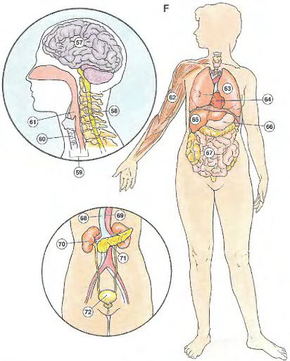 The Internal Organs - Các bộ phận bên trong
